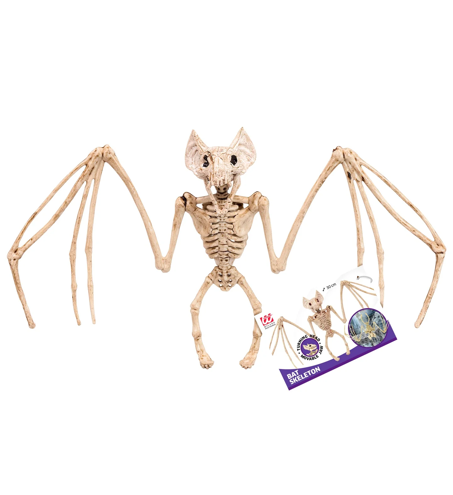 Vleermuis skelet - Image 3
