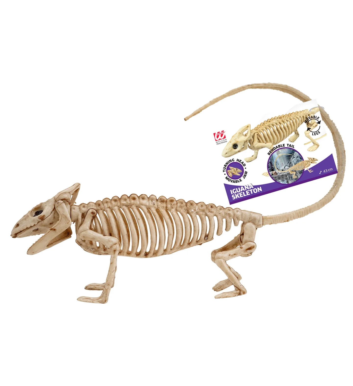 Leguaan skelet - Image 3