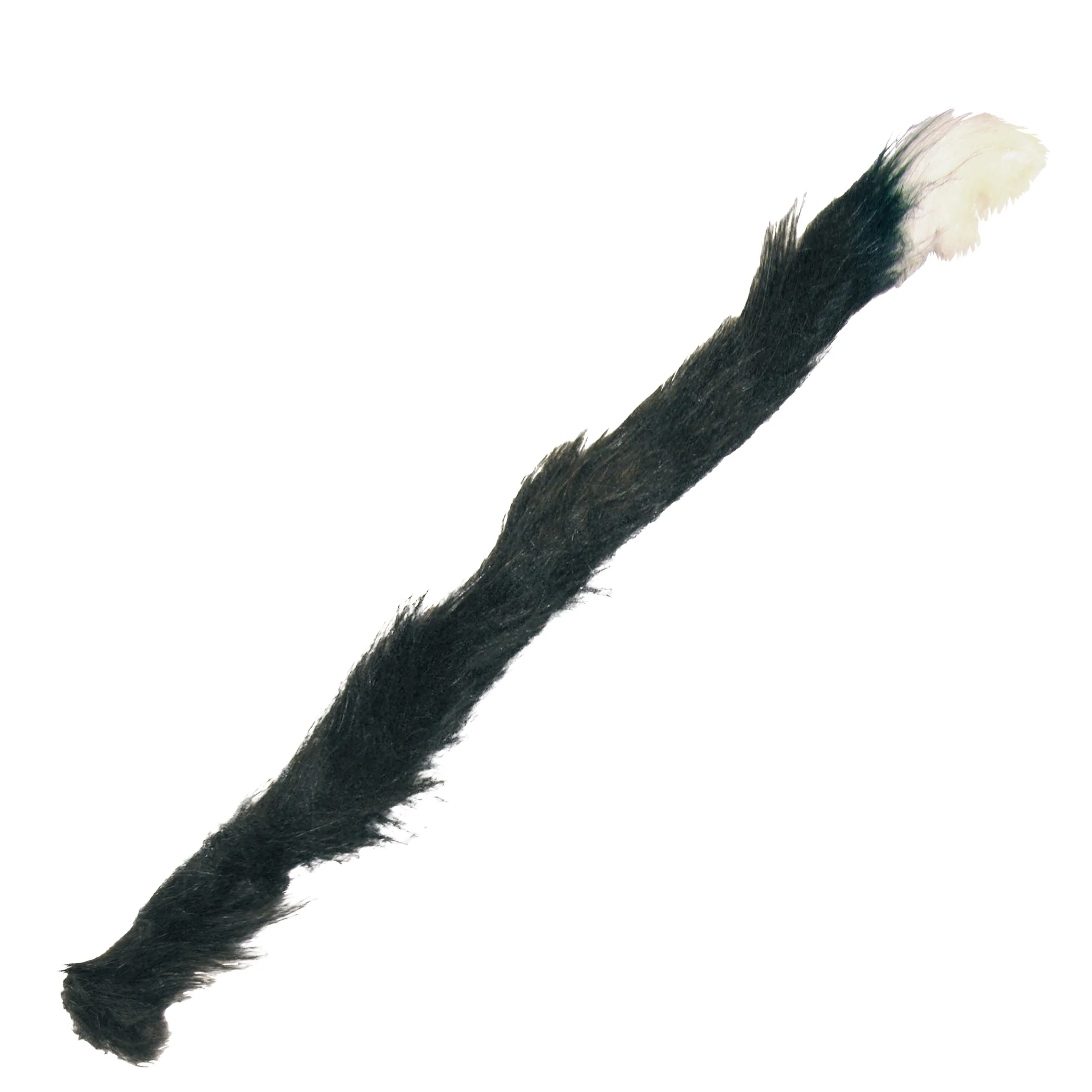 Nep zwarte kattenstaart met wit puntje