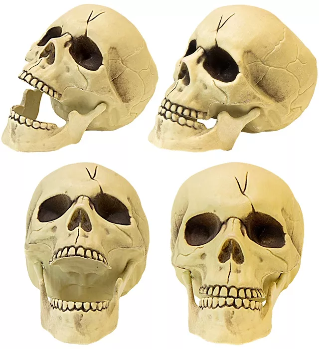 Pvc schedel met beweegbare kaak 21cm kostuum Julia - Image 3