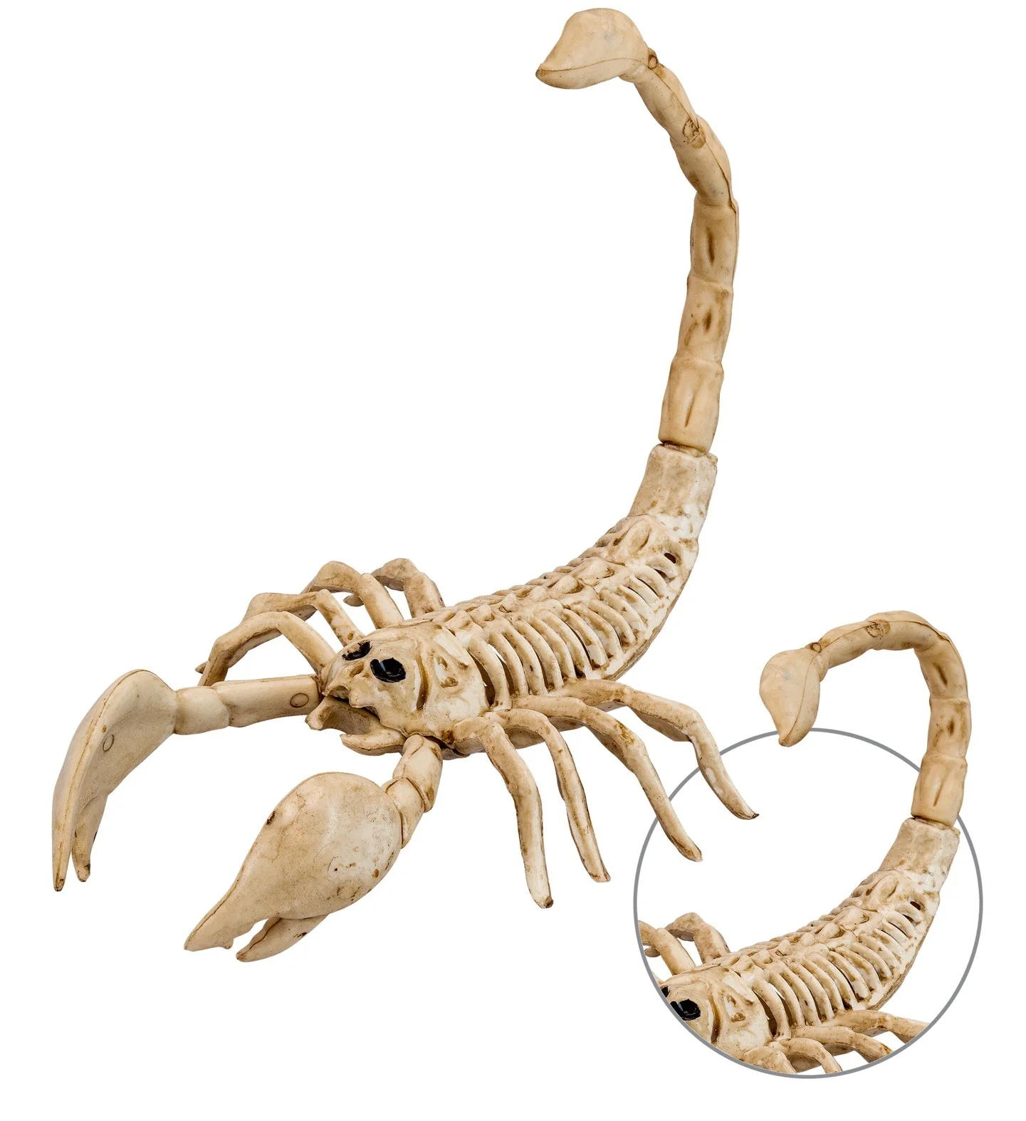 Schorpioen skelet