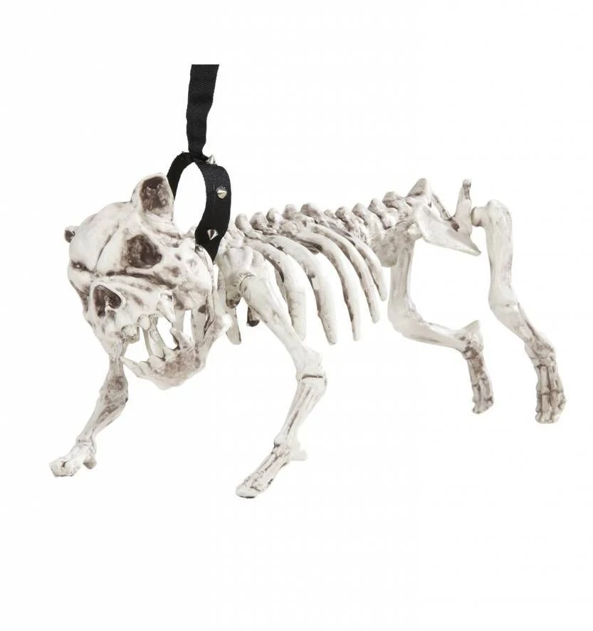 Skelet van een hond
