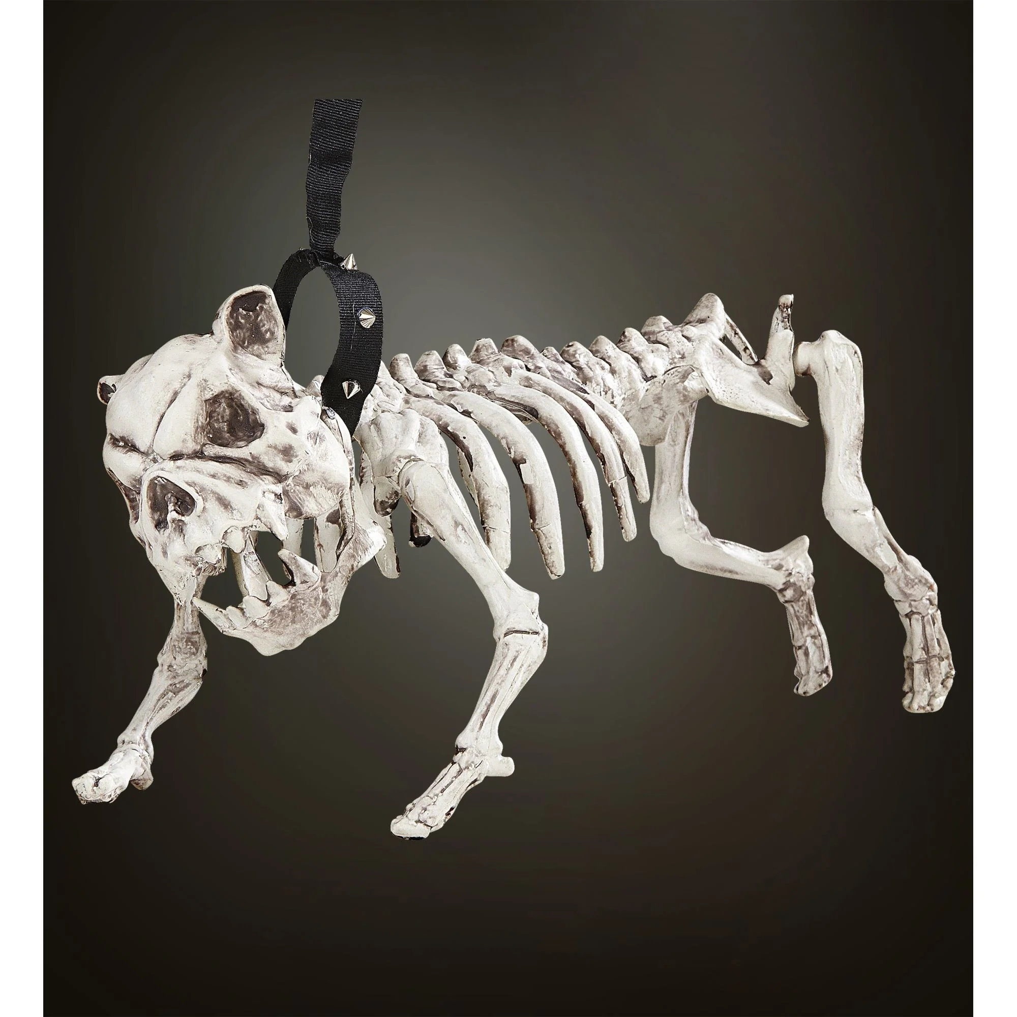 Skelet van een hond - Image 2