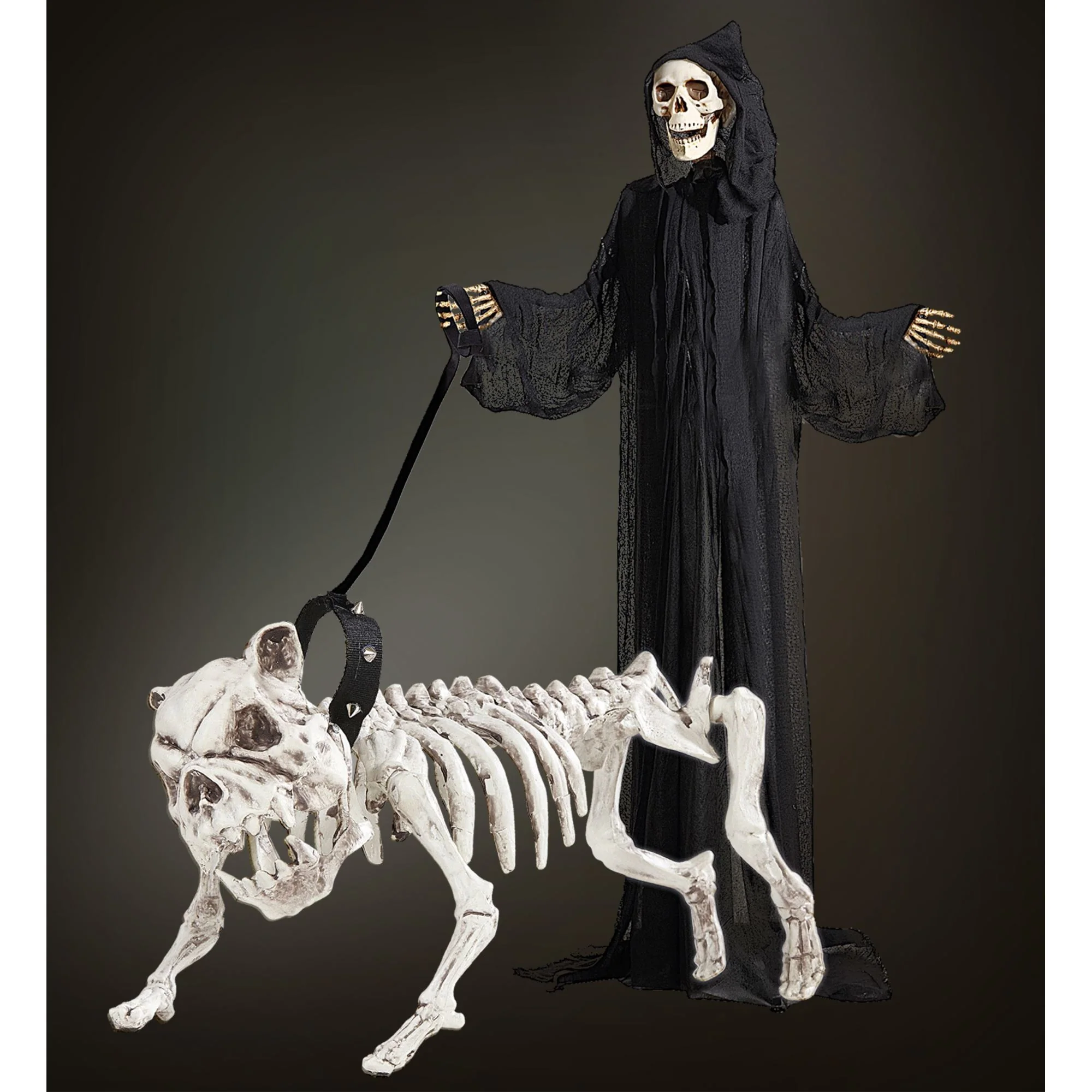 Skelet van een hond - Image 3