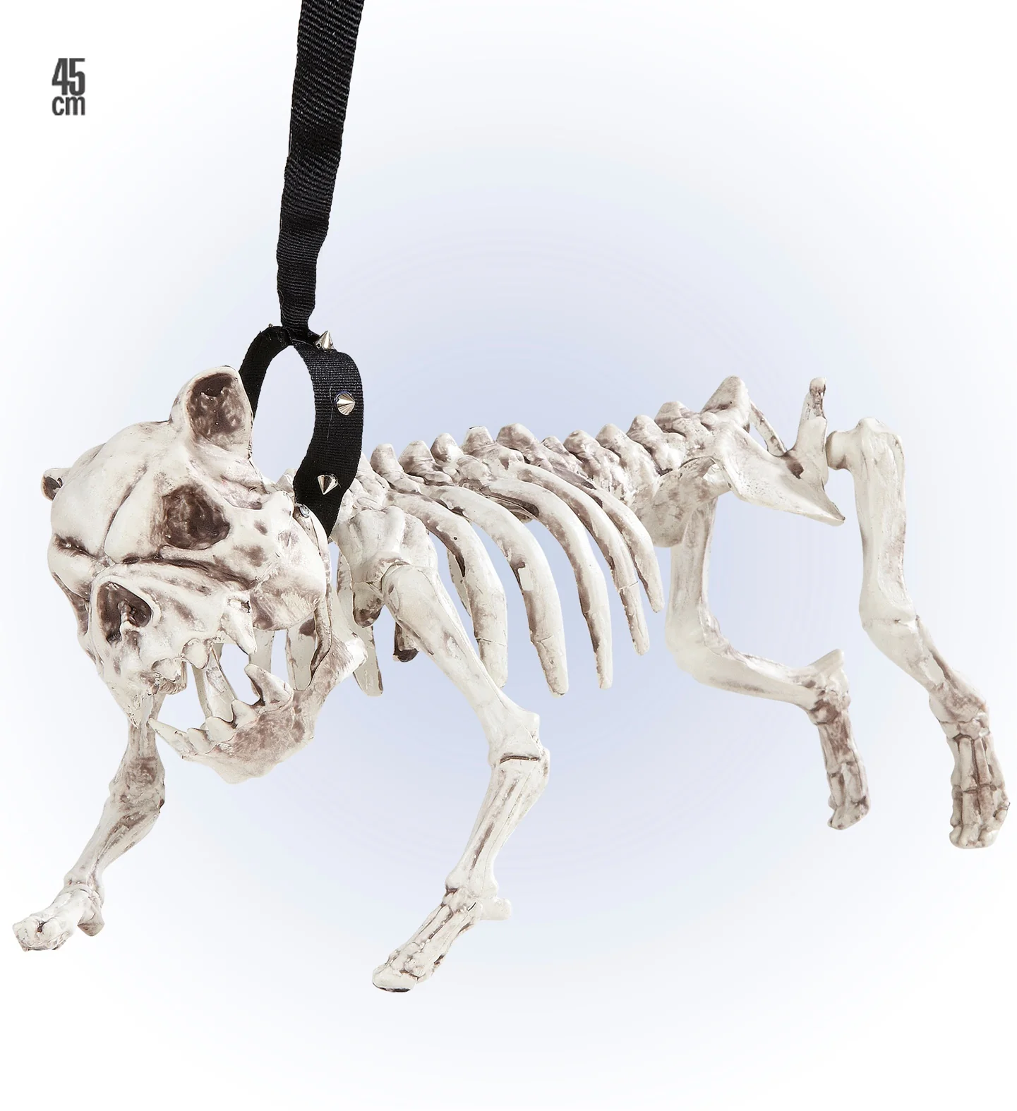 Skelet van een hond - Image 4