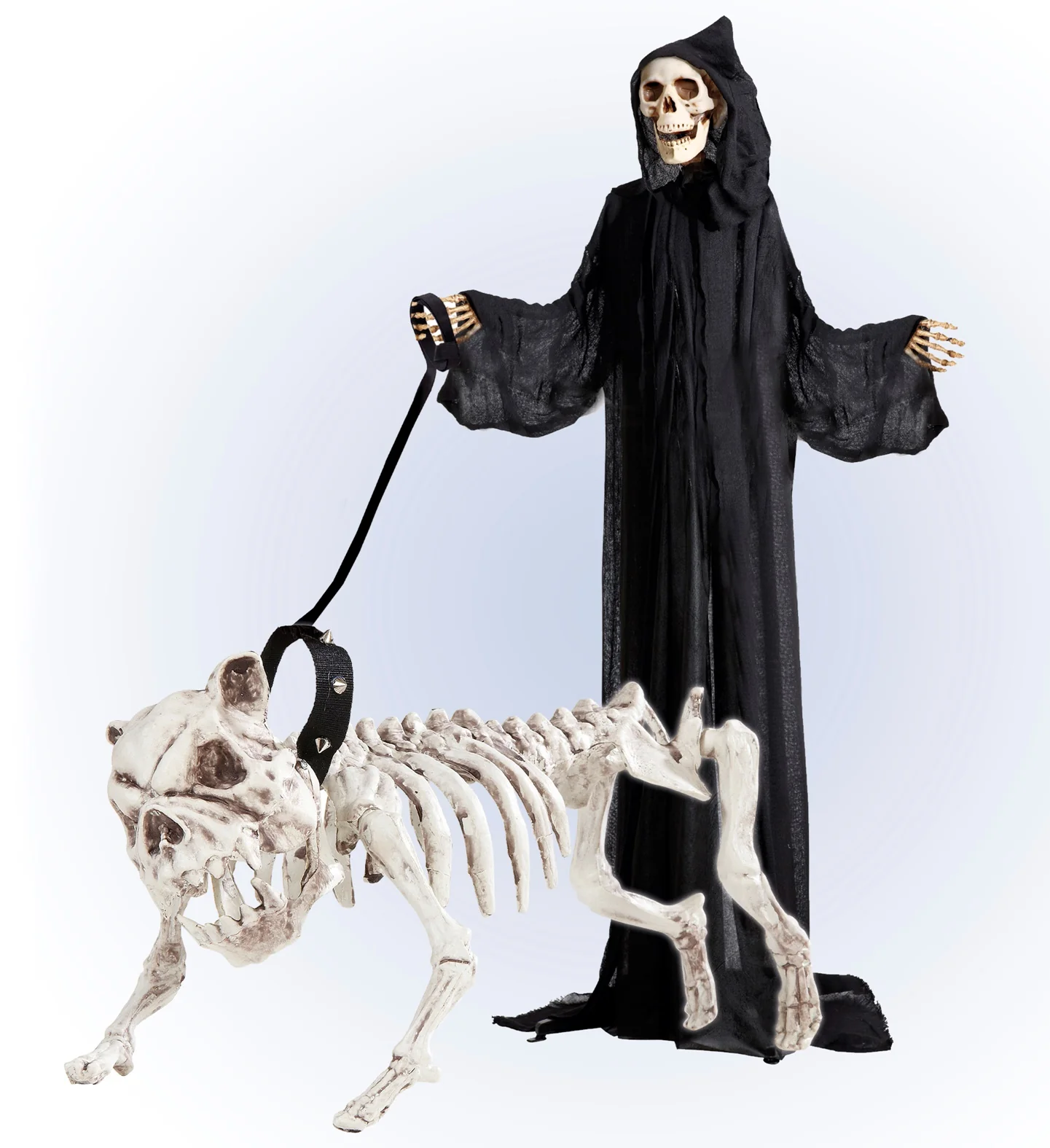 Skelet van een hond - Image 5