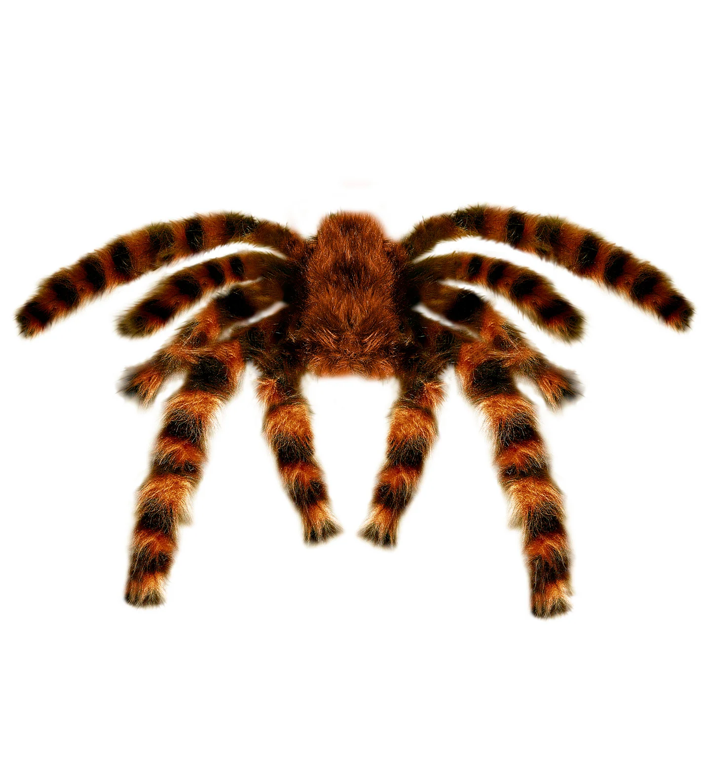 Nep Tarantula spin met haren 65cm