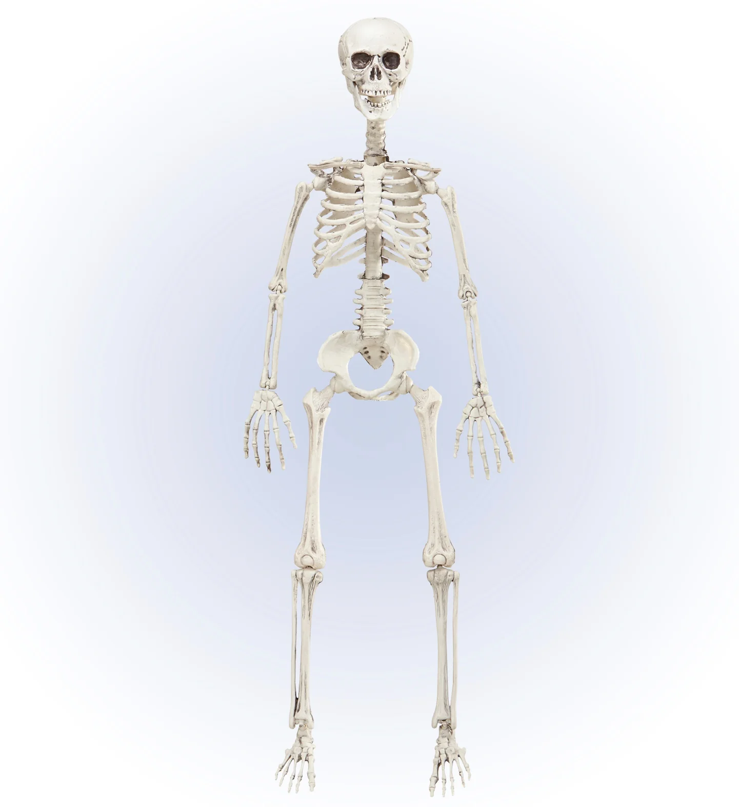 Vorm baar skelet Halloween - Image 6