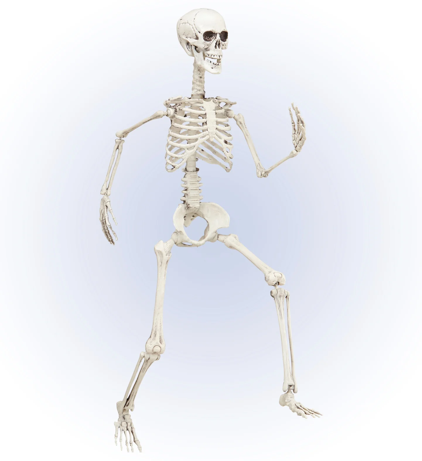 Vorm baar skelet Halloween - Image 7